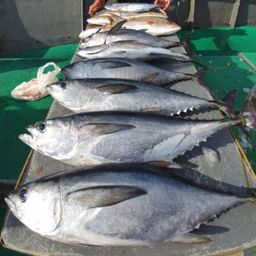 コシナガマグロ