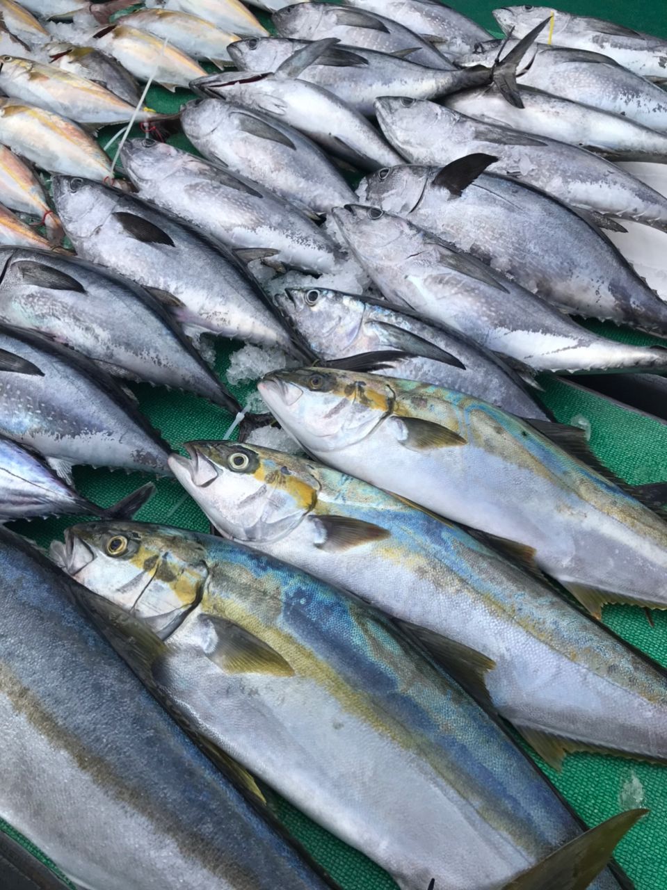ポアッソンさんの釣果 2枚目の画像