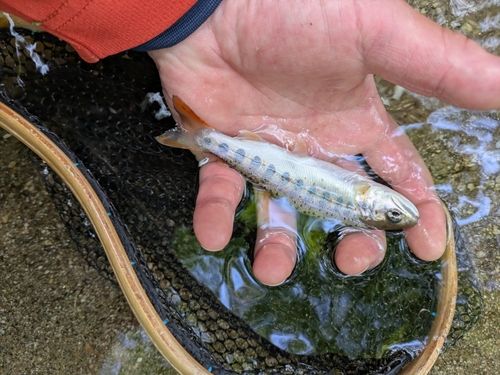 アマゴの釣果