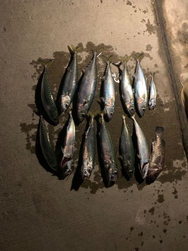 サバの釣果
