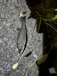 マアジの釣果