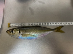 マアジの釣果