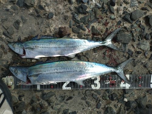 サゴシの釣果