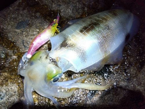 アオリイカの釣果