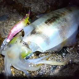 アオリイカ