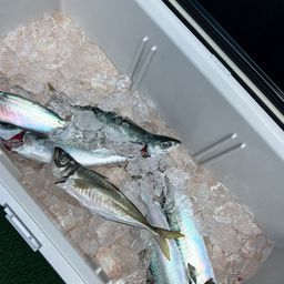 サバ