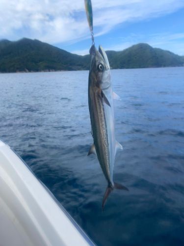 サゴシの釣果