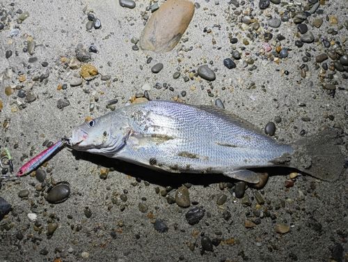 ニベの釣果