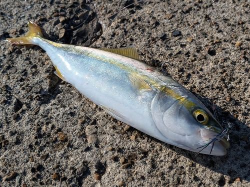 ワカシの釣果