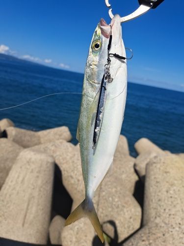 ワカシの釣果