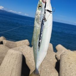 ワカシ