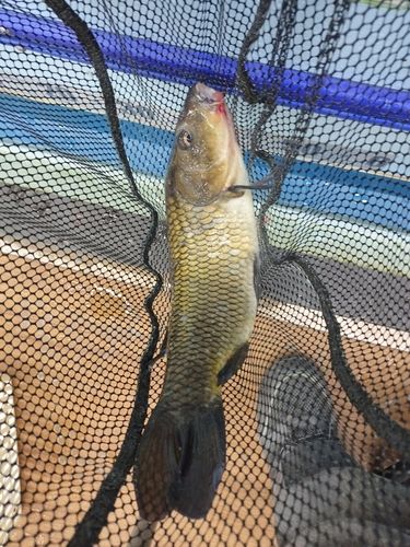 コイの釣果