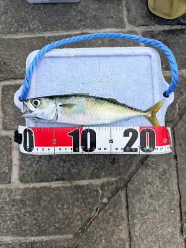 大さん橋付近