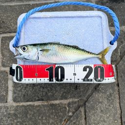 マサバ