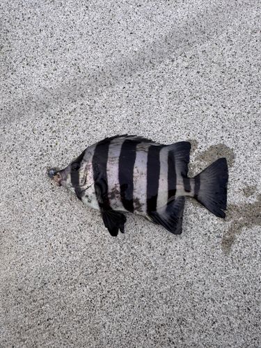 多賀の浜