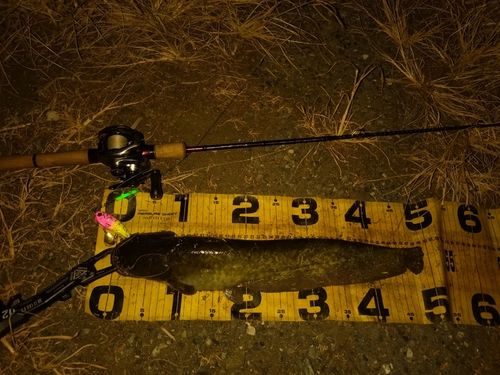 ニホンナマズの釣果