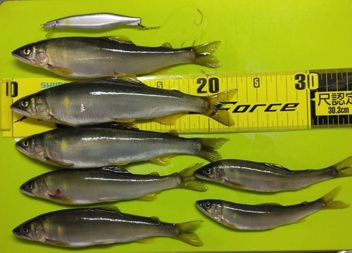 アユの釣果