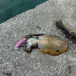 アオリイカ