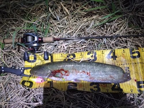 ニホンナマズの釣果