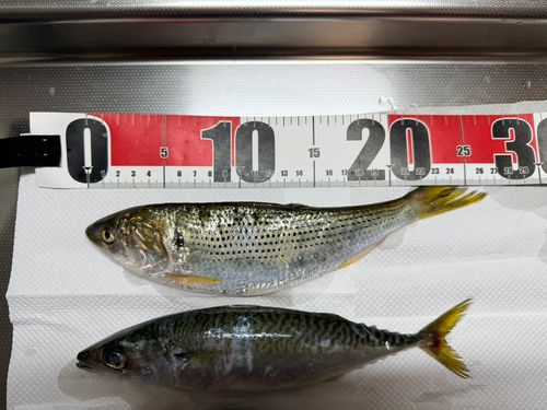 コノシロの釣果