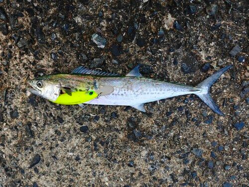 サゴシの釣果