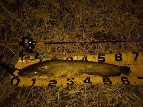 ニホンナマズの釣果