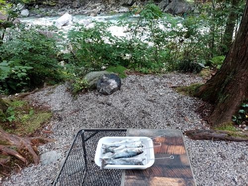 アマゴの釣果