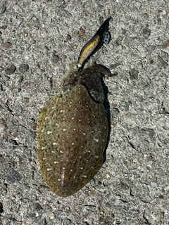 コウイカの釣果
