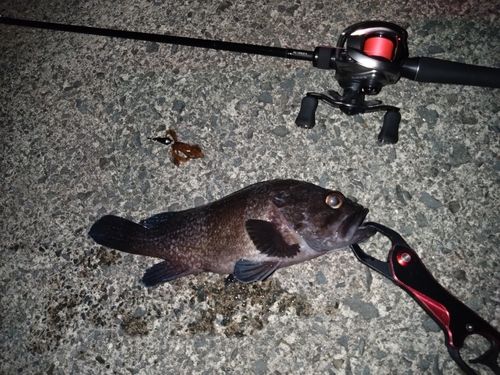 マゾイの釣果