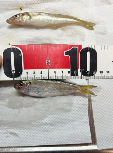 サッパの釣果