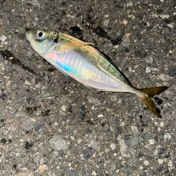 アジ