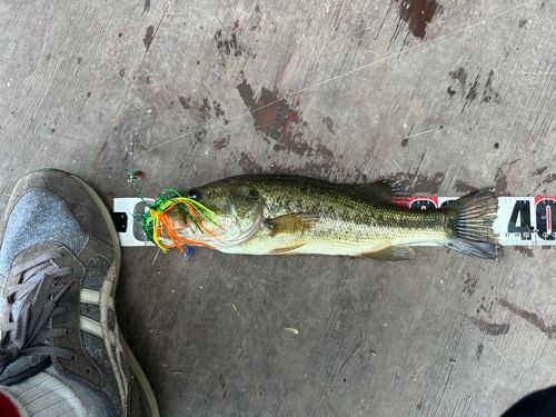 ブラックバスの釣果