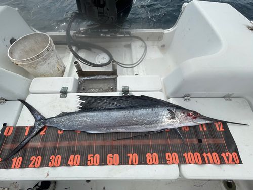バショウカジキの釣果