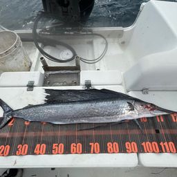 バショウカジキ