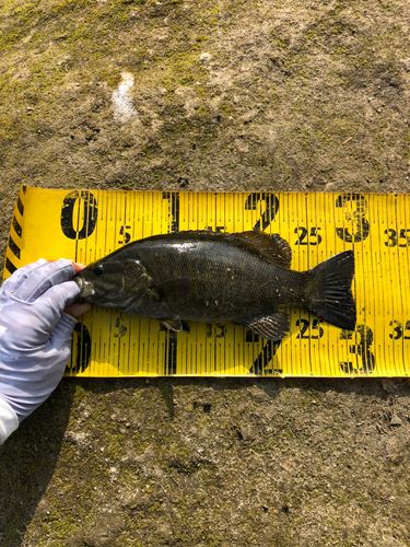 スモールマウスバスの釣果
