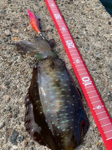 アオリイカの釣果