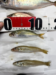 マアジの釣果