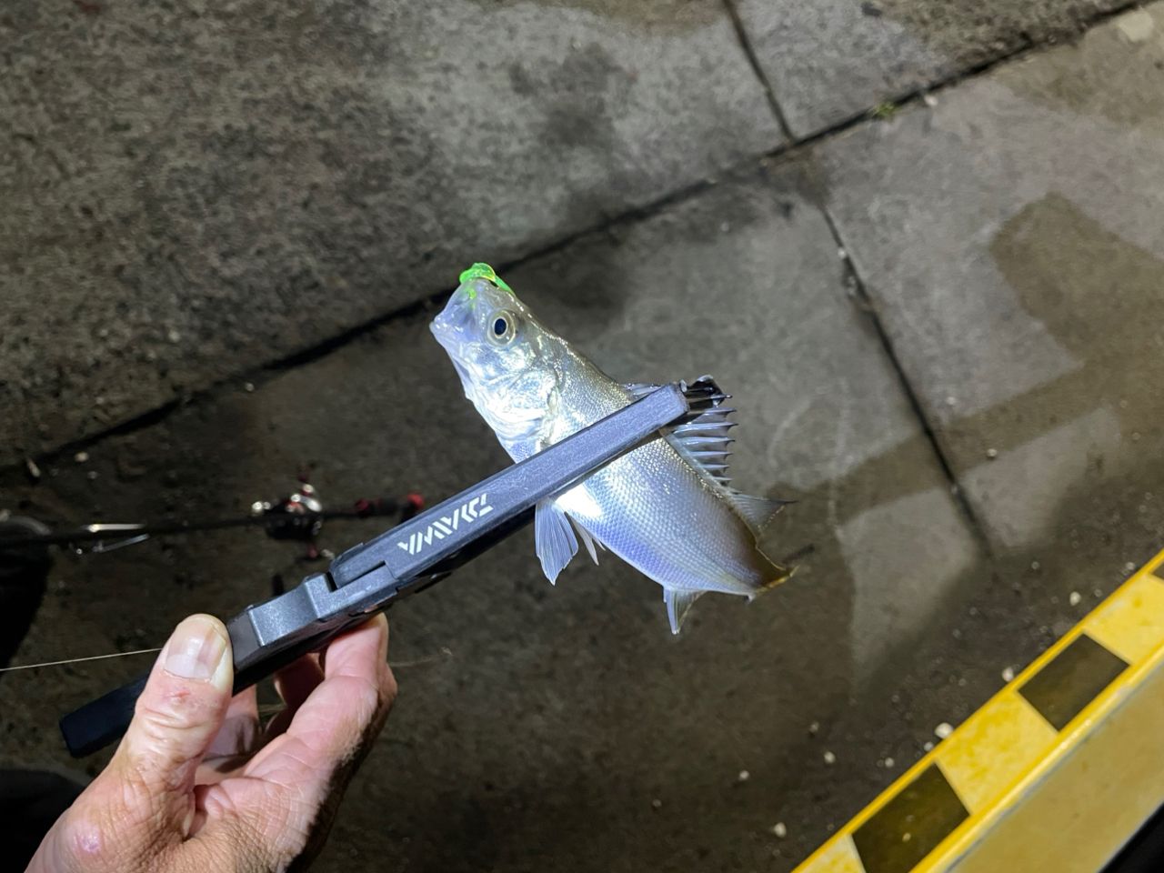 セイゴ（ヒラスズキ）