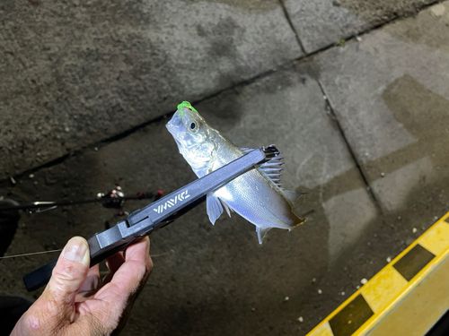 セイゴ（ヒラスズキ）の釣果