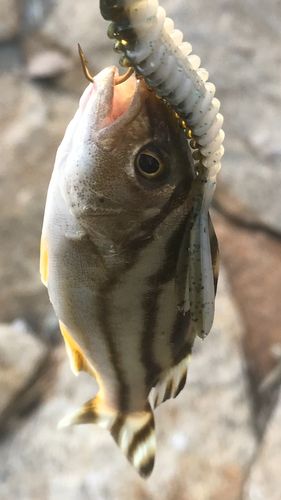 釣果
