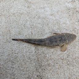 マゴチ