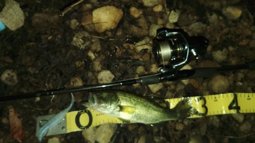ラージマウスバスの釣果