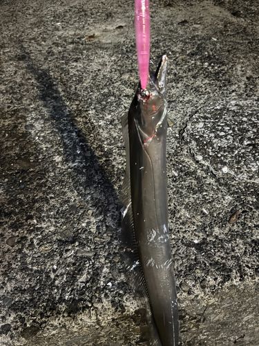 タチウオの釣果