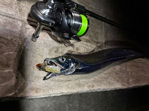 タチウオの釣果