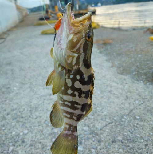 クエの釣果