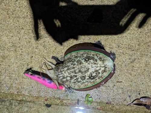 コウイカの釣果