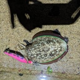 コウイカ