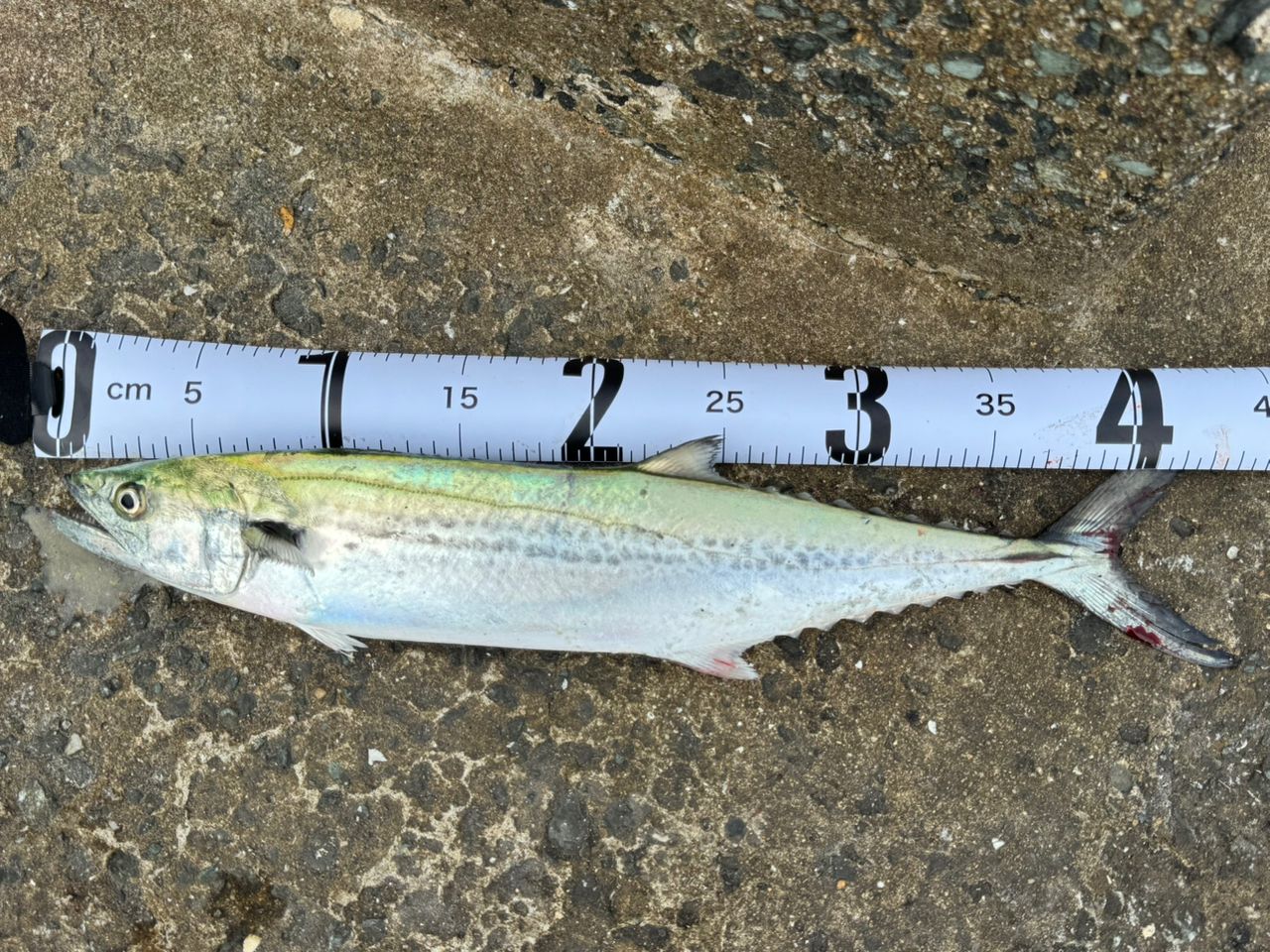 ２０コルトスナイパーxr１００mh-3 SHIMANO 20コルトスナイパー XR S100MH-3の最安値・インプレ