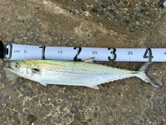 サゴシの釣果