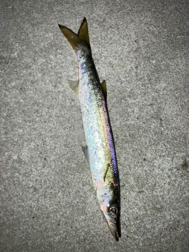 カマスの釣果